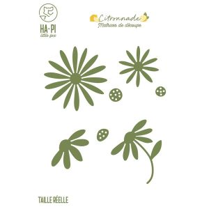 Dies Marguerites Coll. Citronnade